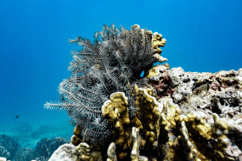 Phuket: Racha and Coral Islands Speedboat Trip with Lunch - Is $56 good value for Phuket?