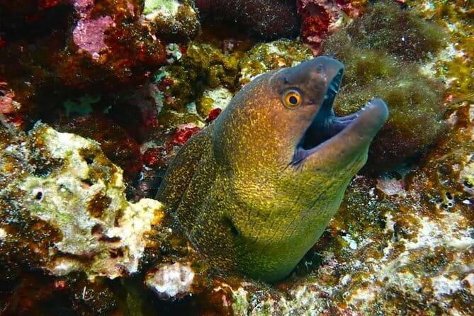 Phuket Scuba Diving Maiton Private Island Small Group or Snorkel - Practical choices that improve the day