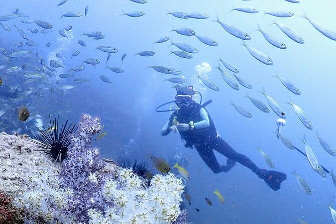 Phuket Scuba Diving Phi Phi Islands (Certified Divers Only) - Why these Phi Phi sites make a strong scuba day