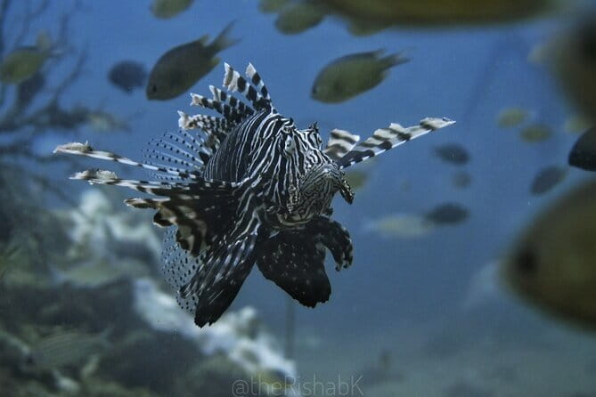Phuket Scuba Diving Phi Phi Islands (Certified Divers Only) - Three sessions with professional supervision