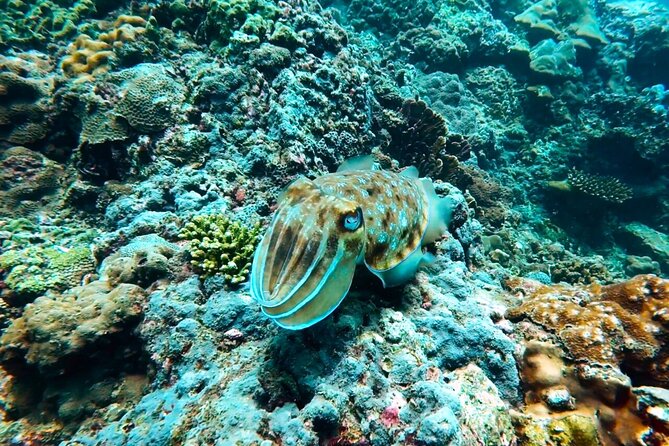 Phuket Scuba Diving: Racha Island Or Maiton Island For All Levels - Is $97.79 fair value?