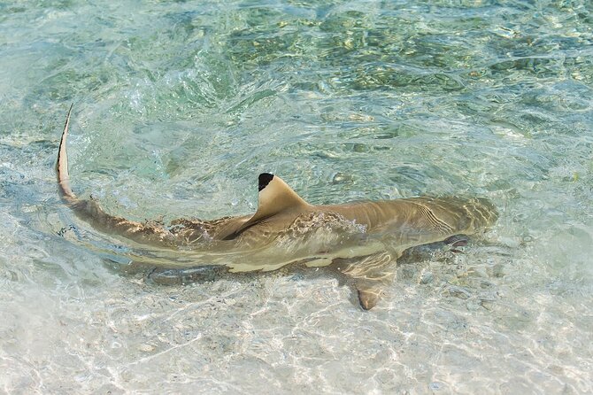 Phuket: Wow Andaman Snorkeling Trip to Phi Phi & Bamboo Islands - Camel Rock, Monkey Beach, and wildlife rules