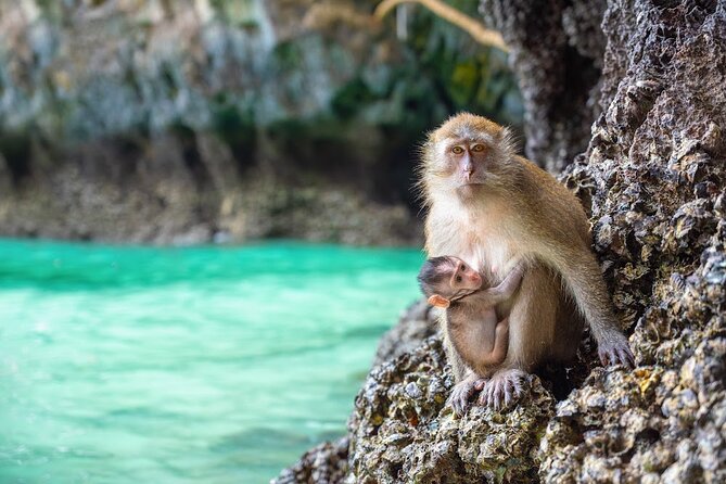 Phuket: Wow Andaman Snorkeling Trip to Phi Phi & Bamboo Islands - Thai lunch on Koh Phi Phi Don