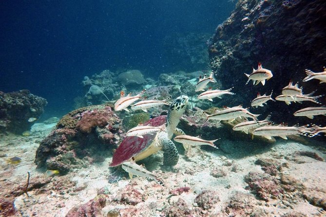 Premium Guided Scuba Diving Day Trip for Certified Divers - Starting at Chalong with a smaller boat
