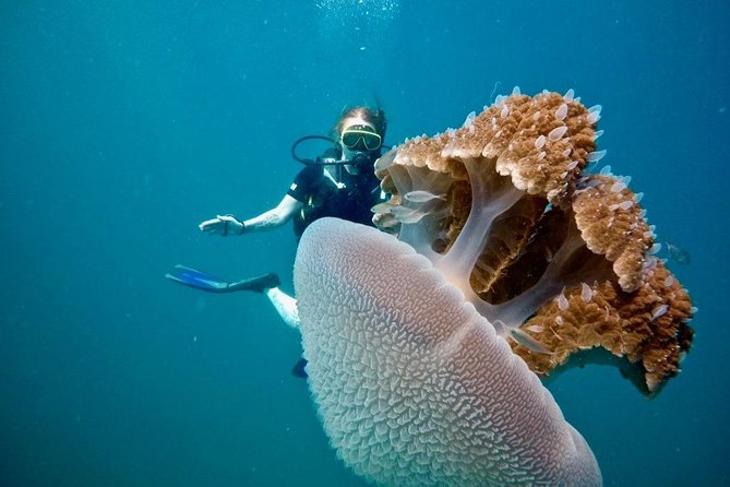Premium Guided Scuba Diving Day Trip for Certified Divers - Underwater scenery from coral gardens to wrecks