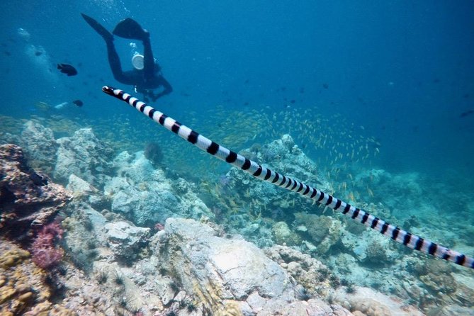 Premium Guided Scuba Diving Day Trip for Certified Divers - A crew-centered experience with practical support