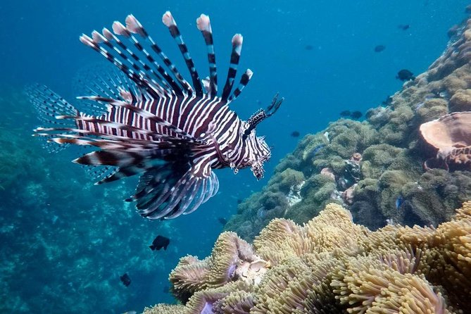 Premium Guided Scuba Diving Day Trip for Certified Divers - Is $162.24 a fair price?