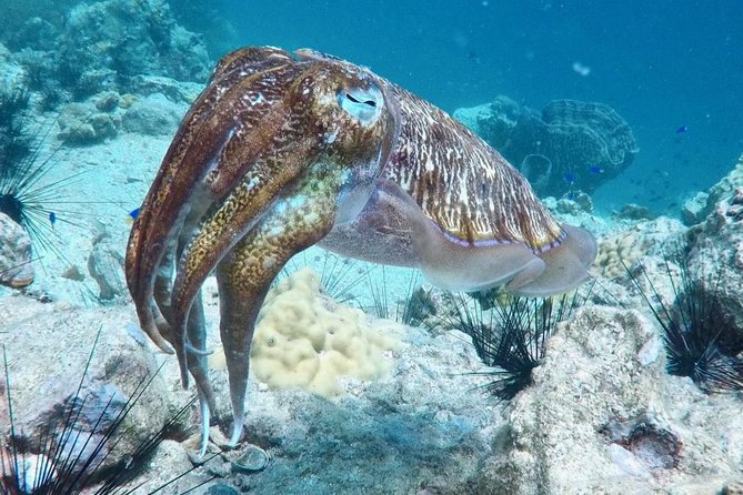 Premium Guided Scuba Diving Day Trip for Certified Divers - Weather, cancellation, and the practical fine print