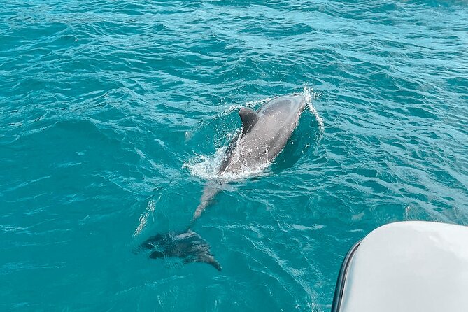 Private Boat Tour with Dolphin Spotting and Snorkelling from Phuket - Coral Island: the main swimming and snorkeling stop
