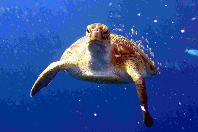 Private diving on shared trip at Racha Noi and Racha Yai from Phuket incl. lunch - What private instruction really means here