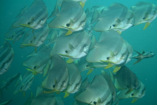 Private diving on shared trip at Racha Noi and Racha Yai from Phuket incl. lunch - Your first underwater session at Racha Noi