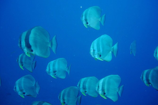 Racha Noi and Racha Yai Dive Trip from Phuket - What makes Koh Racha Yai different