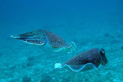 Racha Noi and Racha Yai Dive Trip from Phuket