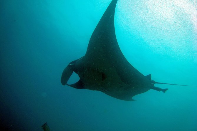Racha Noi and Racha Yai Dive Trip from Phuket - Small underwater groups, larger boat numbers
