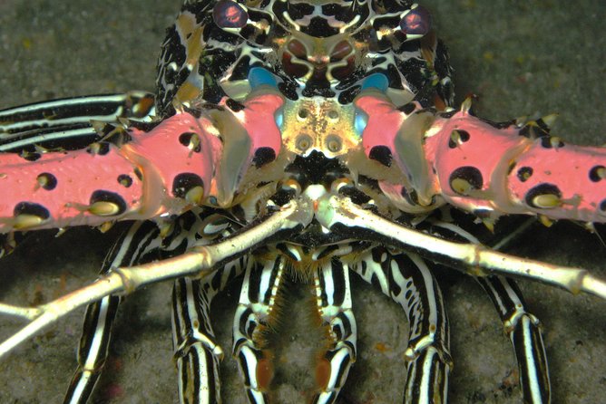 Racha Noi and Racha Yai Dive Trip from Phuket - Choosing this trip for a mixed group