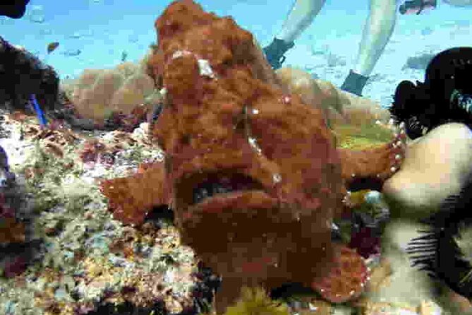 Refresher scuba diving trip, 3 dives at Racha Noi and Racha Yai - The marine life you may see