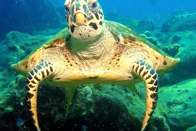 Refresher scuba diving trip, 3 dives at Racha Noi and Racha Yai - Transport, comfort, and the length of the day