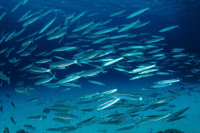 Refresher scuba diving trip, 3 dives at Racha Noi and Racha Yai - Two relaxed sessions around Racha Noi