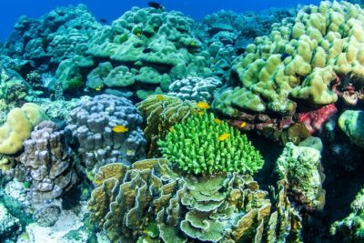 Scuba Diving Daytrip to Racha Yai