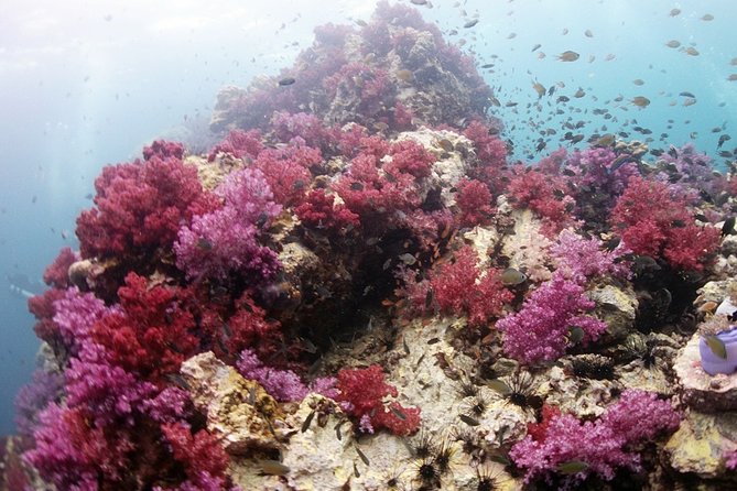 Scuba Diving in Phuket – Full-Day Trip (3 Dives, All Included) - Leaving Chalong Pier at 7:00 am