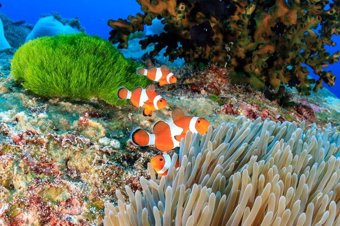 Similan Islands Full Day - Premium - The premium boat and group size
