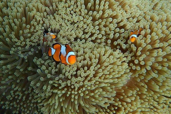 Similan Islands Snorkeling Day Trip By Love Andaman From Phuket - Ko Pa Yu and Bangu Island for repeated snorkeling