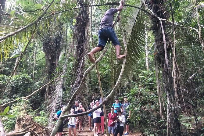Small-Group Jungle Hiking Excursion in Khao Phra Teaw Park - What $78.23 buys you