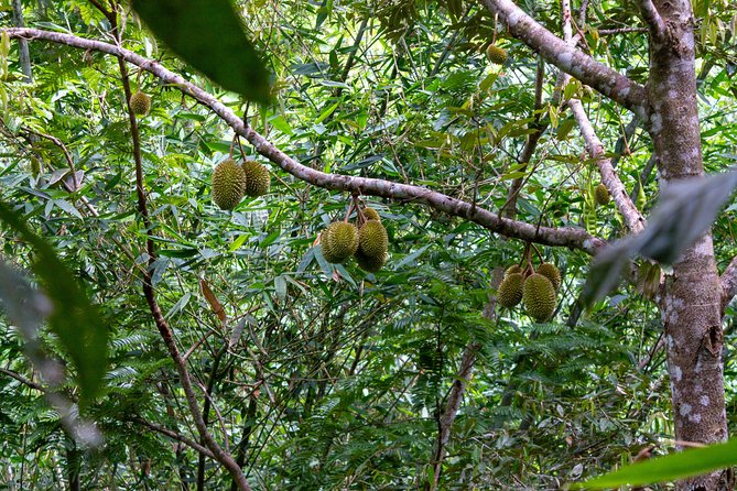 The Phuket Rites of Passage Eco Adventure - Walking across Phuket’s forested hills