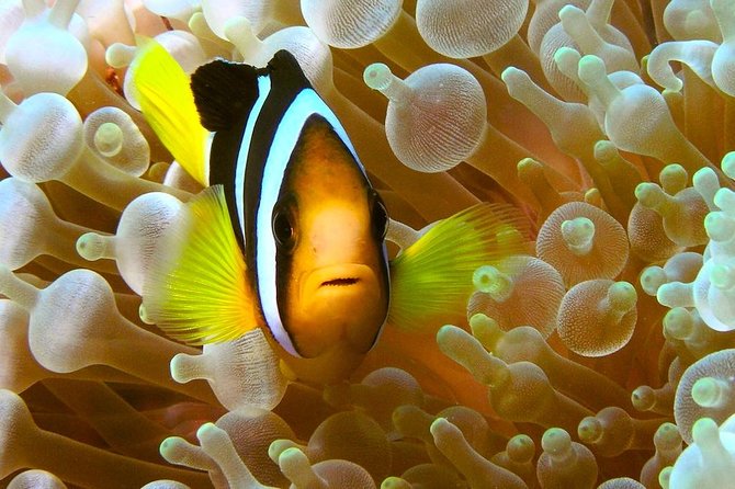 Try Scuba Diving - Who will enjoy this Phuket outing