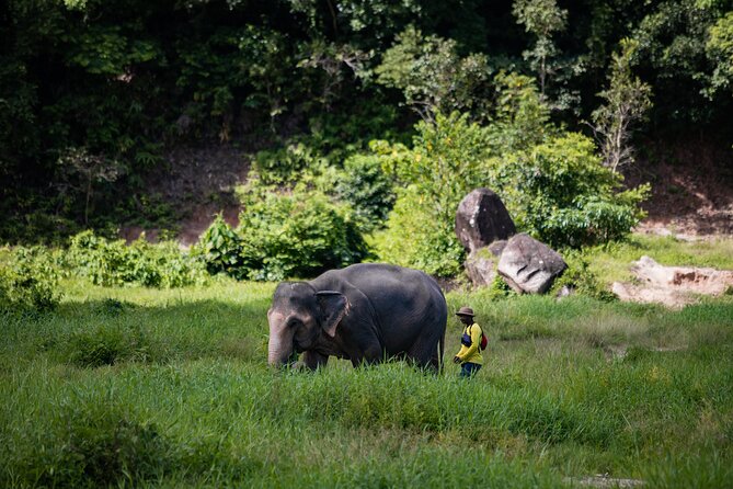 Walk and Feed at Bukit Elephant Park Phuket - Key details before you book