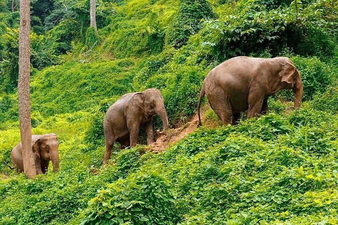 Zipline Experience in Phuket - How the guides shape the experience